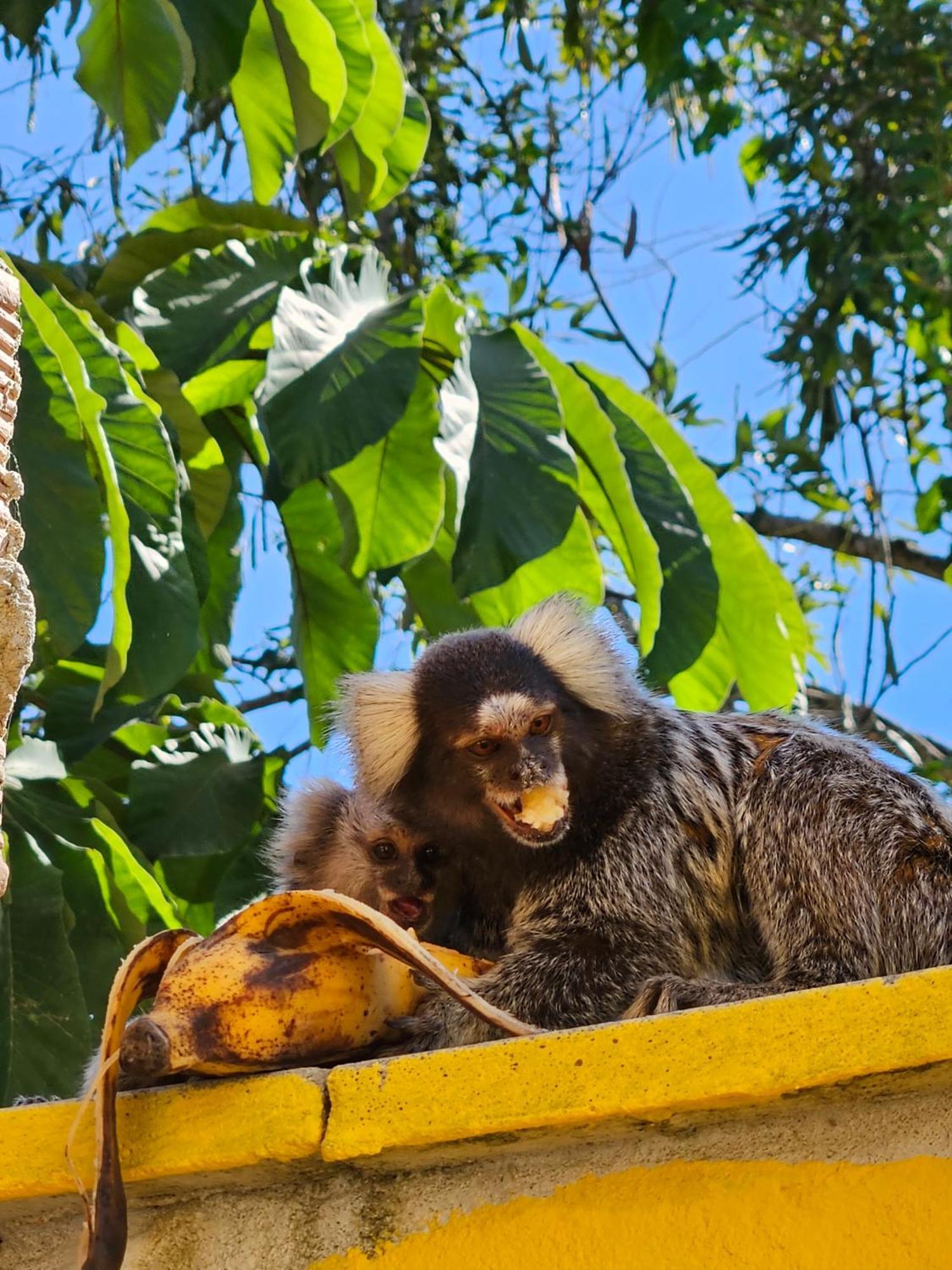 Vila Casa Girassol Araquari Exteriér fotografie